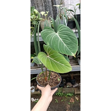 philodendron gloriosum dan sente Varigata
