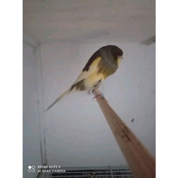 ys tkf 21 super bok 22