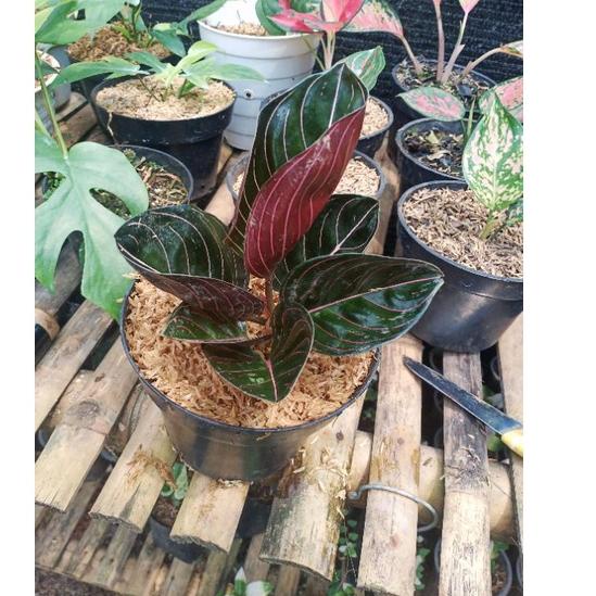 [152] Aglonema rotundum aceh 3-5 daun. COD & Gratis ongkir Tercepat~