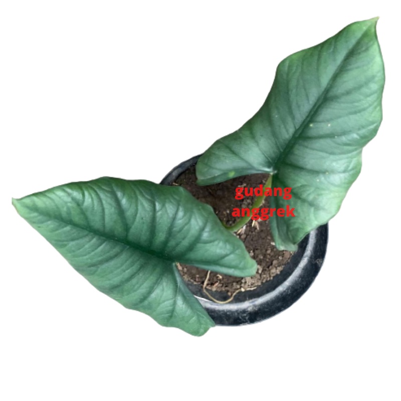 keladi tengkorak cuprea polos hijau serat timbul