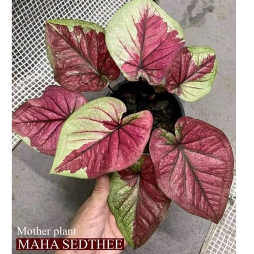 caladium mahasedthee / caladium mahasethi /caladium sultan