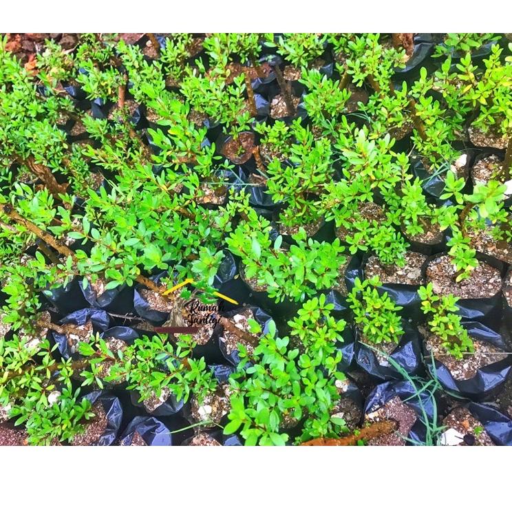 Telah Hadir.. Bonsai Santigi Karang Bonggol Bahan Sito Mame