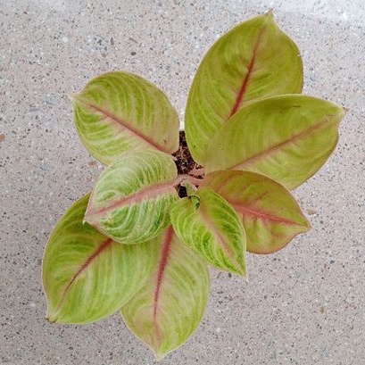 Aglonema Amber Permata Dewasa Daun 5-6-7-8++