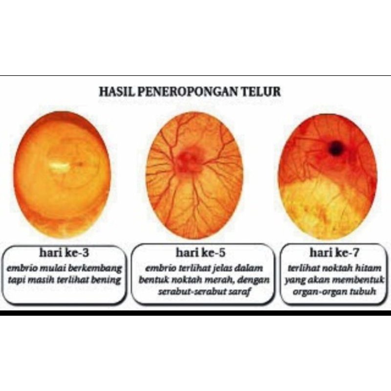 TELUR TETAS AYAM KUB 2 JUMBO UNTUK DI TETASKAN