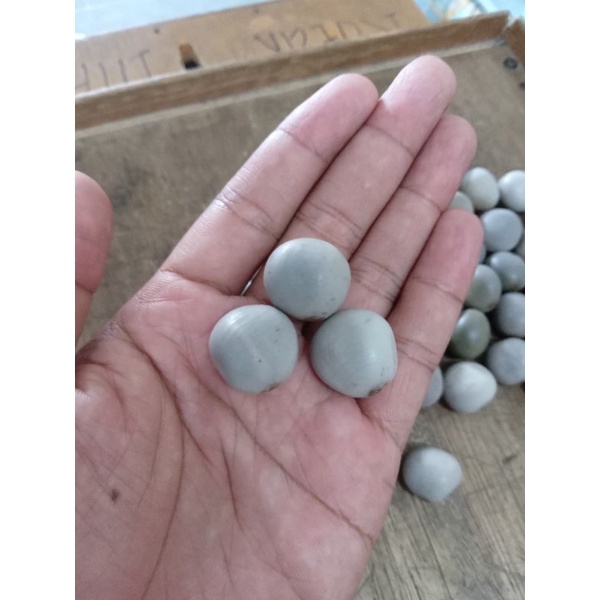 

kalaloyang/harga1biji/gorek/kabiul
