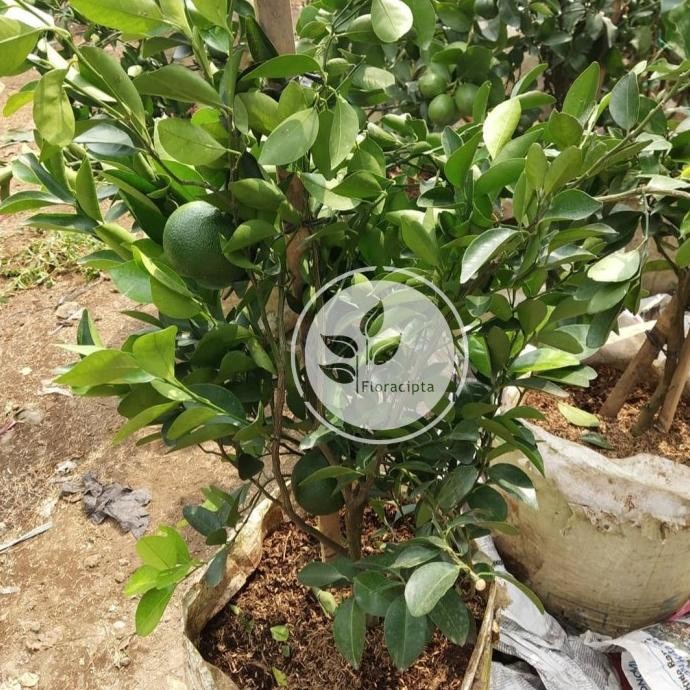 joss Pohon Jeruk Santang Madu / Bibit Unggulan Jeruk Santang Madu UNGGULAN