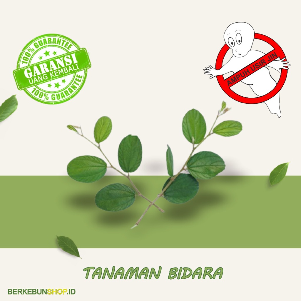 Bibit Bidara Arab Daun Bidara Pohon  Bidara Asli Untuk Ruqyah Tanaman Pengusir Jin Untuk Ruqiyah Ori