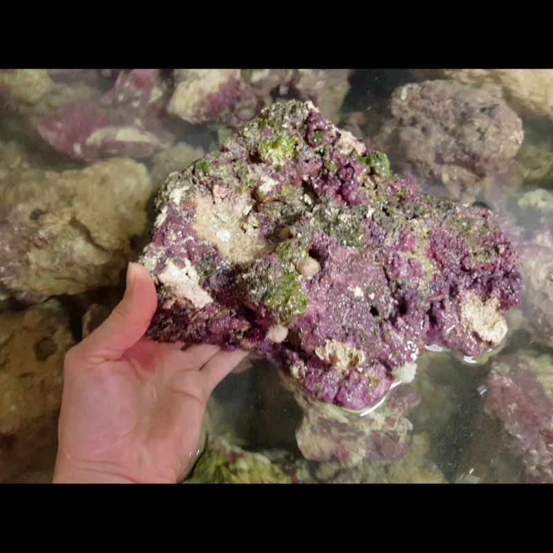 Live Rock Size Jumbo Untuk Aquarium Air Laut