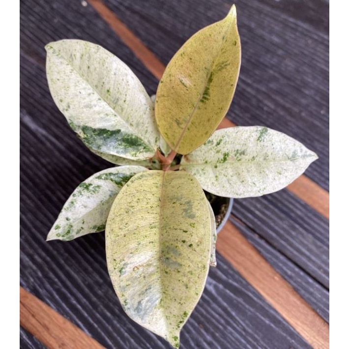 tanaman hias ficus elastica Shivereana