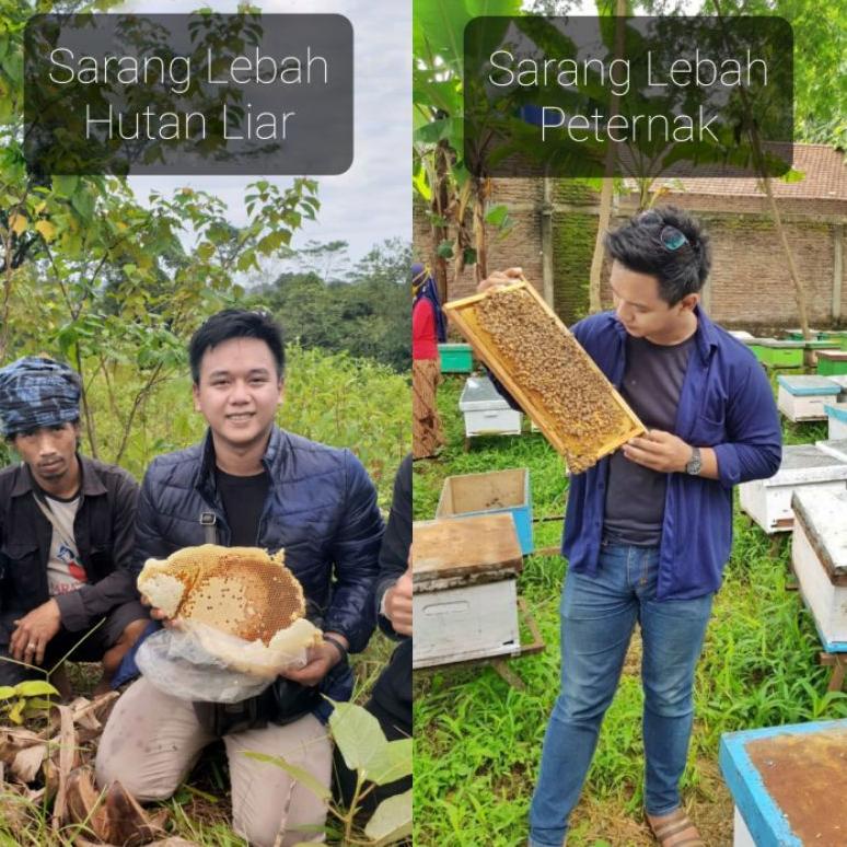 

➮Bestseller❃ Supplier Madu Sumbawa Asli Ukuran 500 Gram - Madu Odeng- Madu Sialang Riau - Agen dan Reseller Masuk Q54 ✾