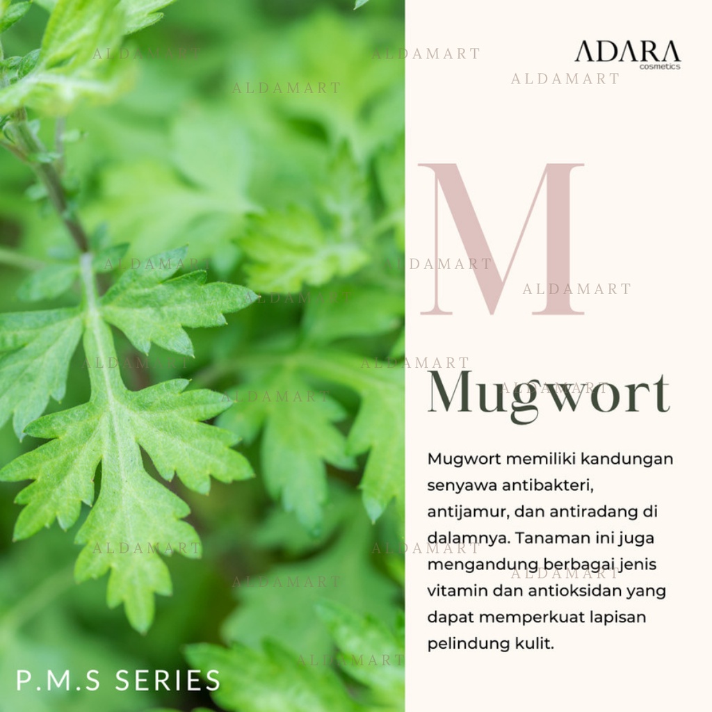 ADARA P.M.S PMS Series Ceramide Pudding Moisturizer Pelembab | Stay Clear Enzyme Wash Sabun Cuci Muka | Clarifying Toner