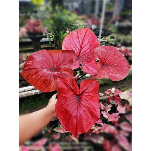 Tanaman Hias Keladi Red Jaguar Prefect / Keladi Red Jaguar Warna Sempurna