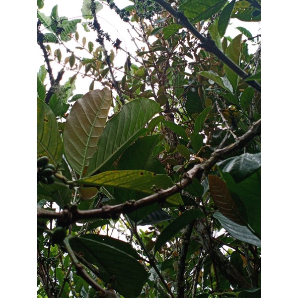 

benalu atau sarinda kopi medan 100 gram di petik kebun sendirii
