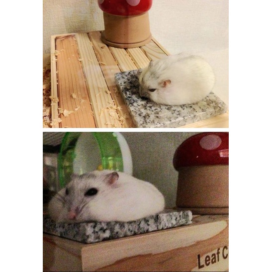 COOLING PAD HAMSTER MARBLE MARMER ALAS TIDUR PENYEJUK HAMSTER FEZONE