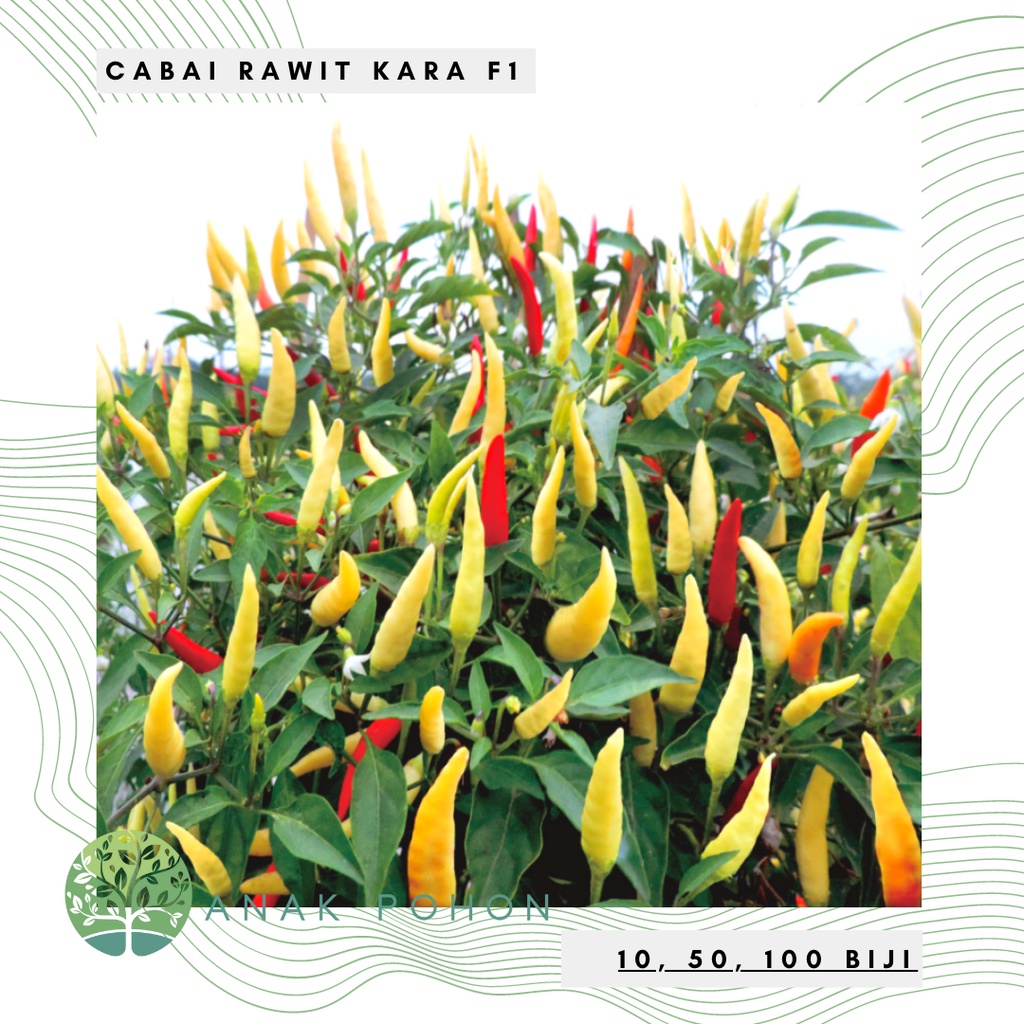 ID BENIH BIBIT BIJI - CABAI RAWIT MERAH KARA F1 CABE PEDAS TIPE TEGAK LEBAT HIBRIDA SEEDS - PANEN