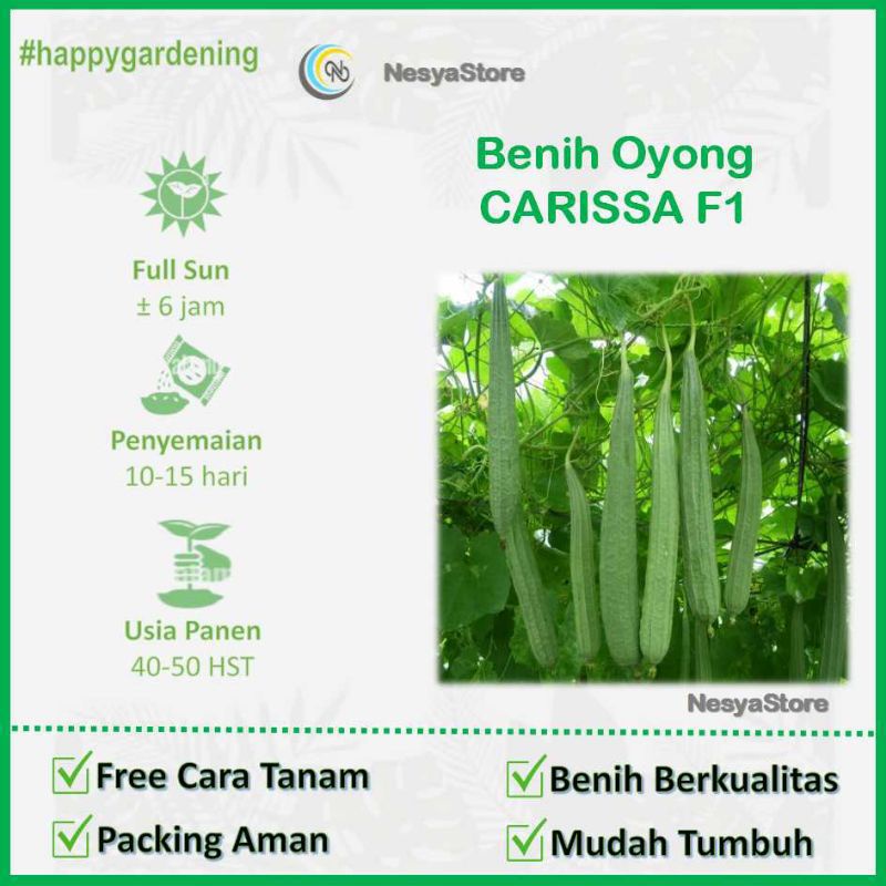2 Benih Biji Oyong Gambas Carissa