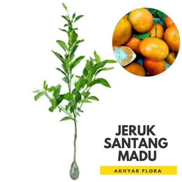 Bibit Tanaman Jeruk Santang Madu Bibit Tanaman Buah UNGGULAN