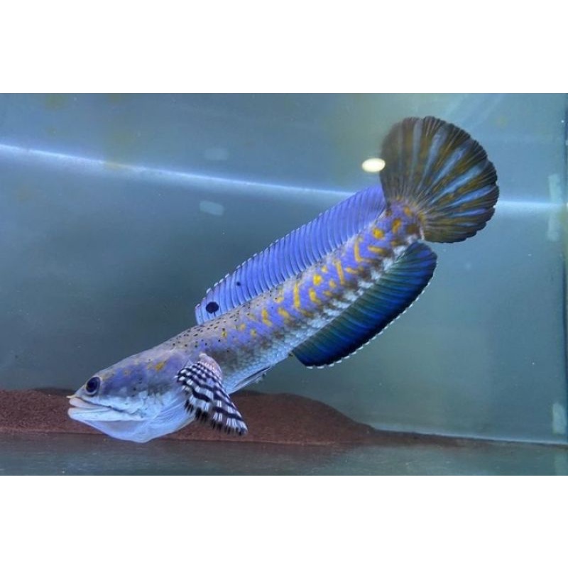 Channa Blue Pulchra 3-10Cm Grade A+ Termurah Full pelet