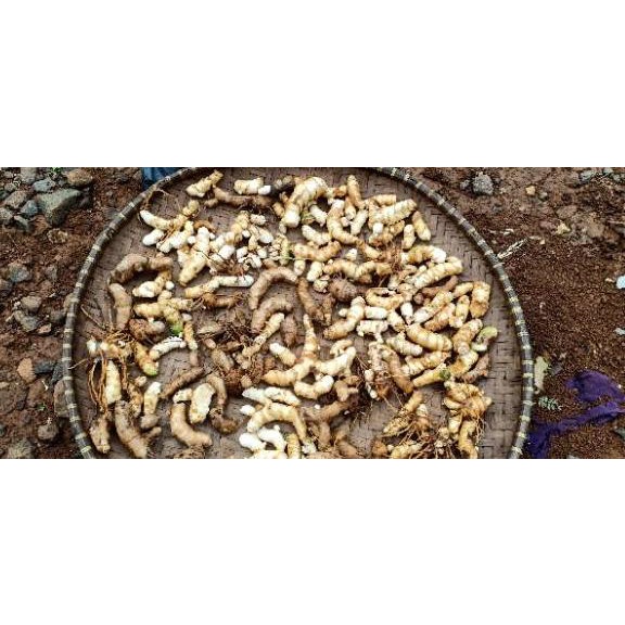 

Promo tajir--Temu Ireng Temu Hitam Asli koneng hideung curcuma 1kg Temulawak Hitam