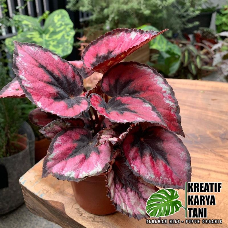 Tanaman hias begonia red kiss - Begonia Red Kiss