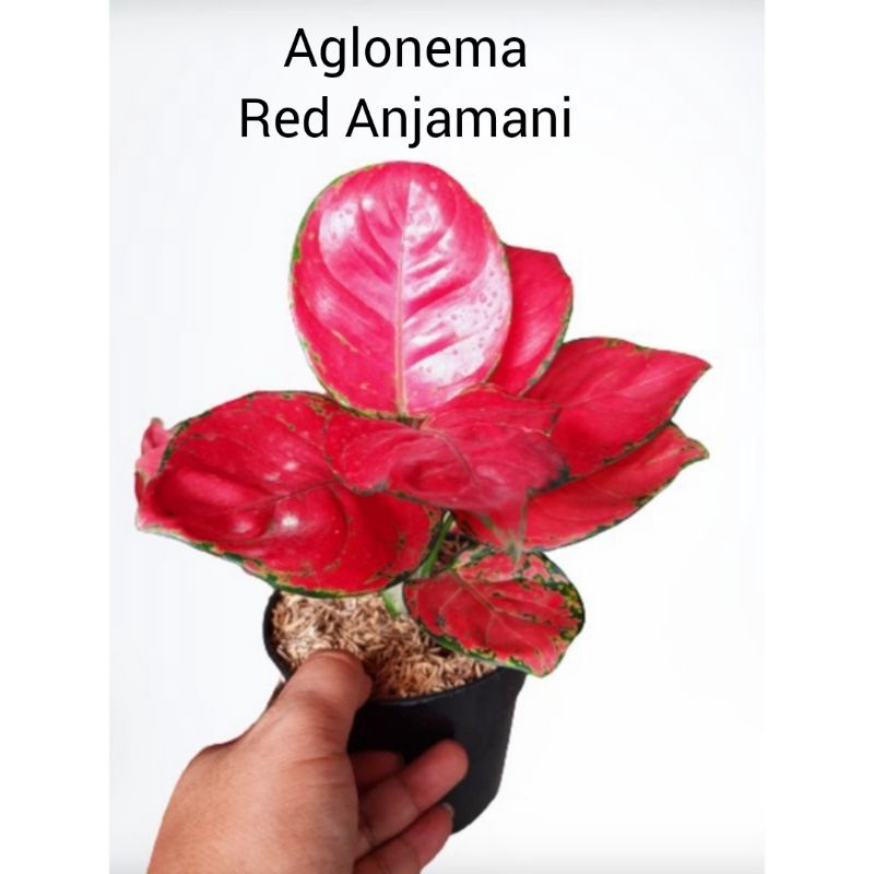 Bibit Bunga Aglonema Red Anjamani Tanian Lokal Anti Lonyot