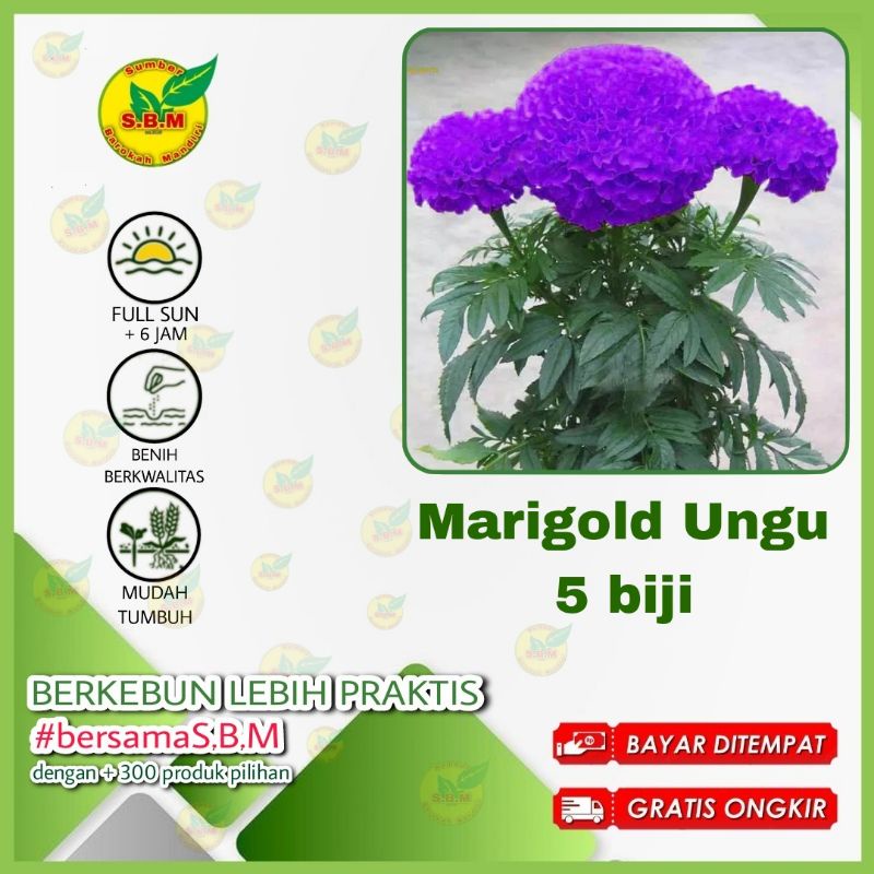 5 Biji Benih/Biji/Bibit Bunga Marigold Ungu