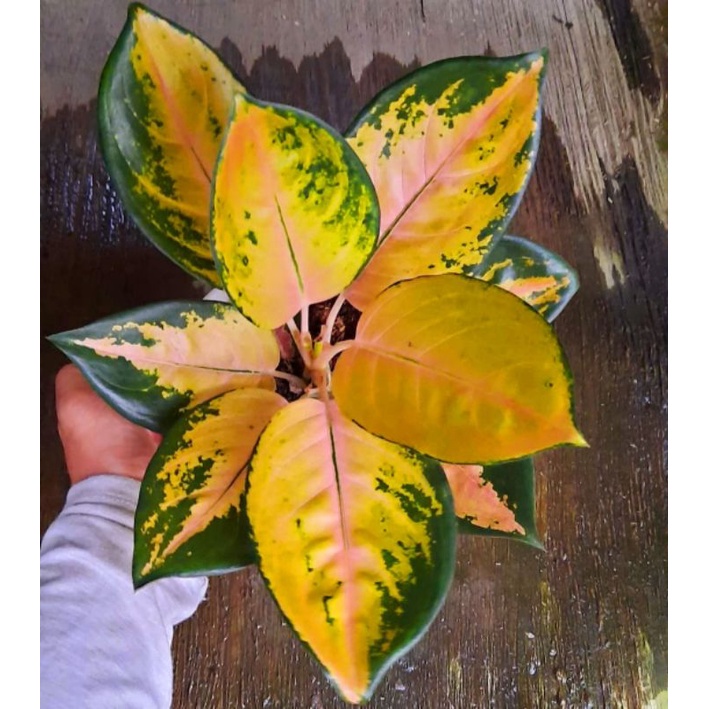 Aglonema Sultan Brunei Tanaman Hias Bunga Aglaonema Murah Merah BUKAN bonggol bibit - tanaman hias h