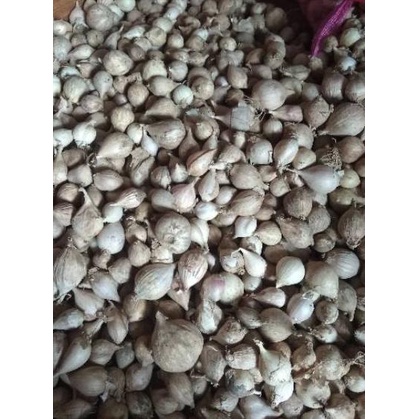 

limited STOCK!Bawang Putih Tunggal / Lanang LOKAL 500 Gram|SQ7