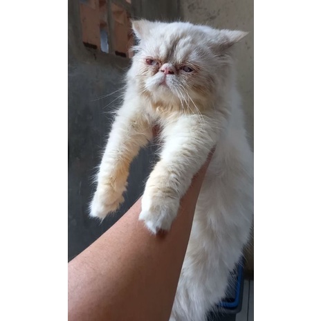 Persia Peaknose Betina