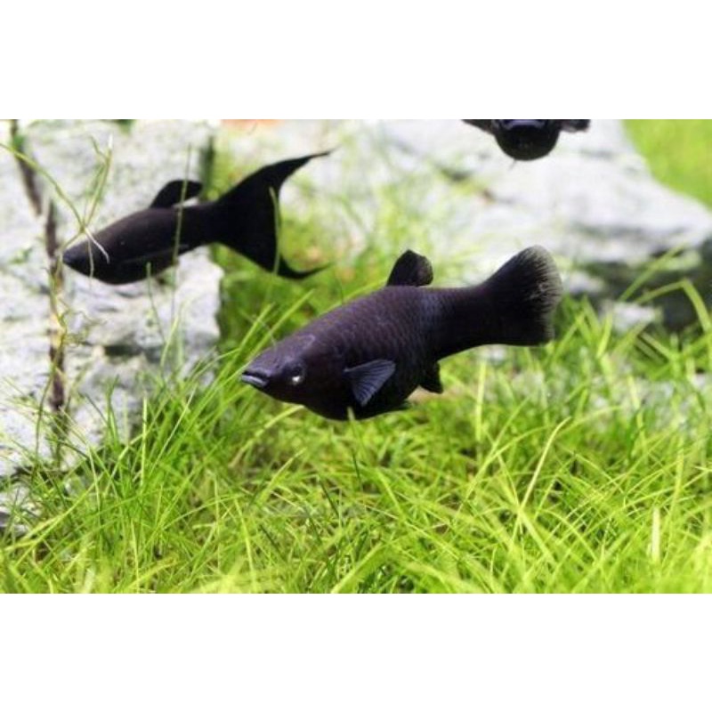 (Tercantik) Ikan Hias Black Molly, molly hitam