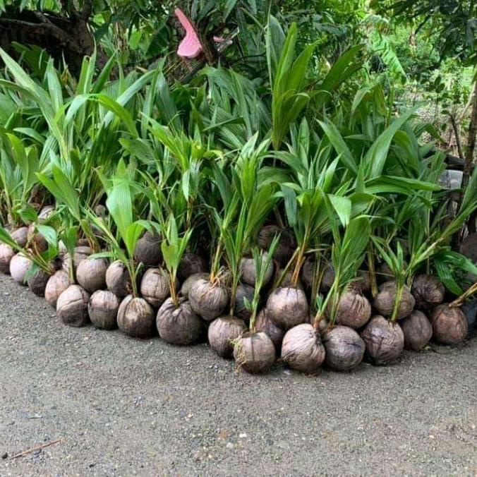 bibit kelapa dwarf unggul berkualitas