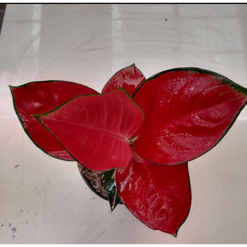 Aglonema Suksom jaipong STANG pendek