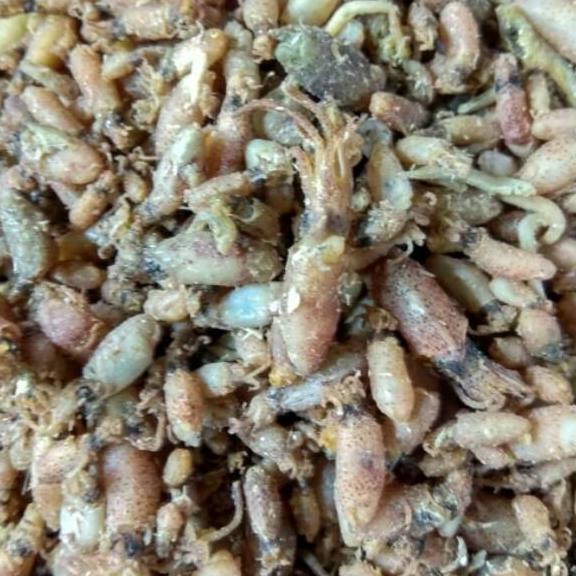 

SALE✅Cumi baby 2cm-3cm, 250gr|KD4