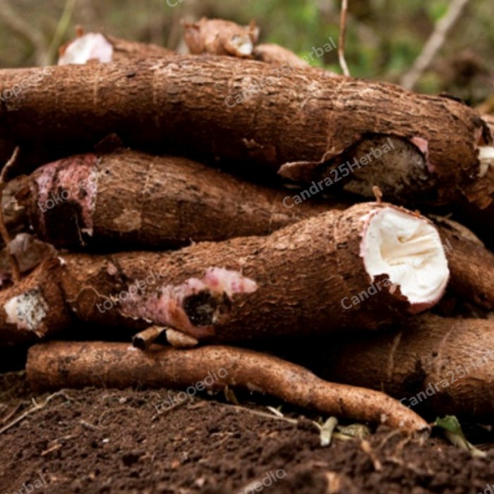 

Singkong muda berat 1 kg dijamin pulen