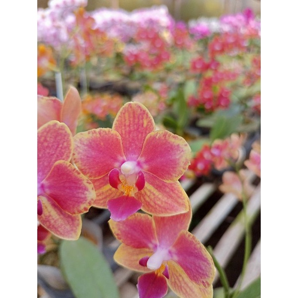 anggrek bulan grade B novelti merah kekuningan phalaenopsis hybrid bunga mini kondisi knop mekar ang