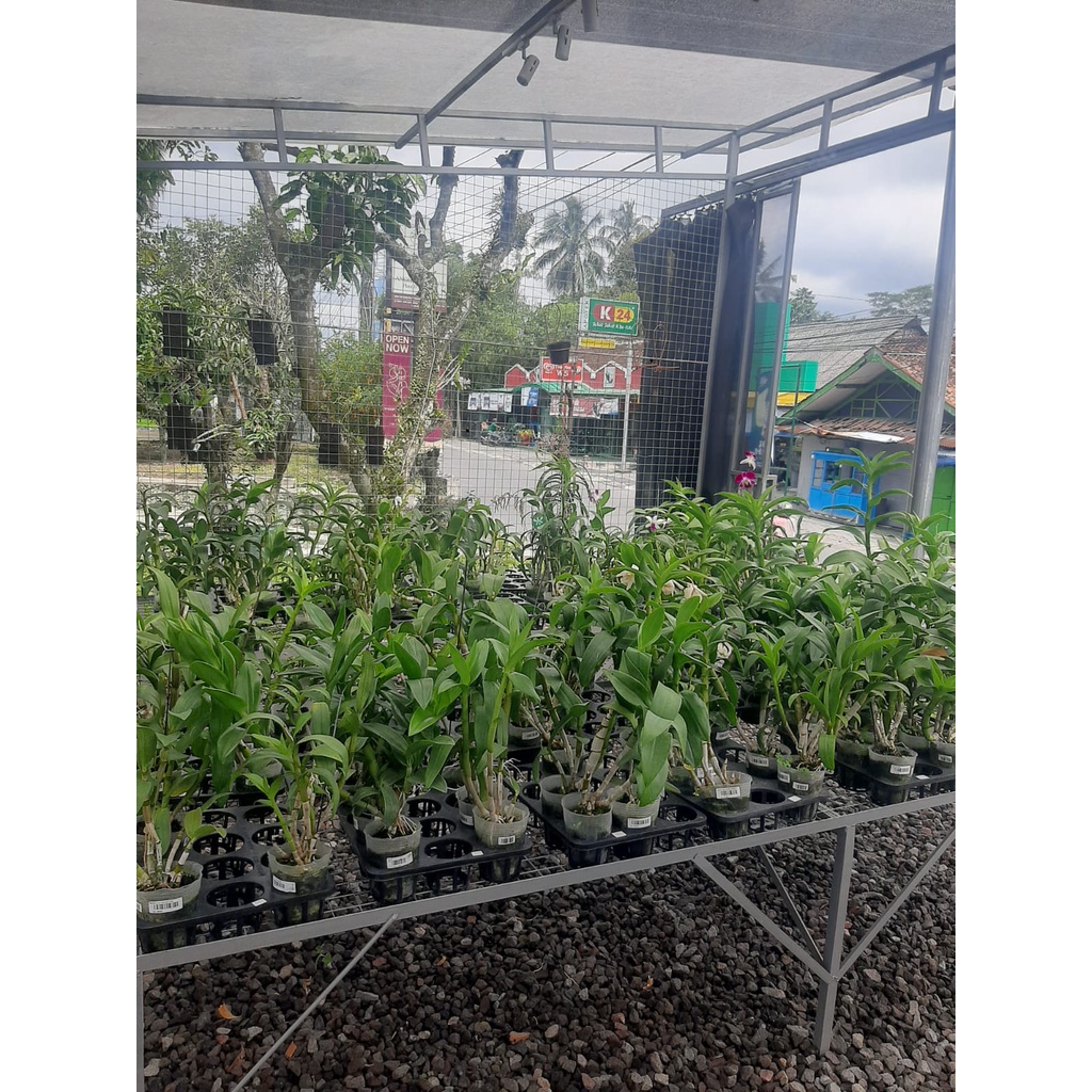 anggrek murah dendrobium dewasaan