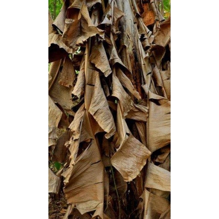 Daun Pisang Kering 1kg pakan ikan cupang dan jangkrik