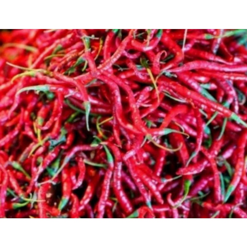 

cabai merah keriting