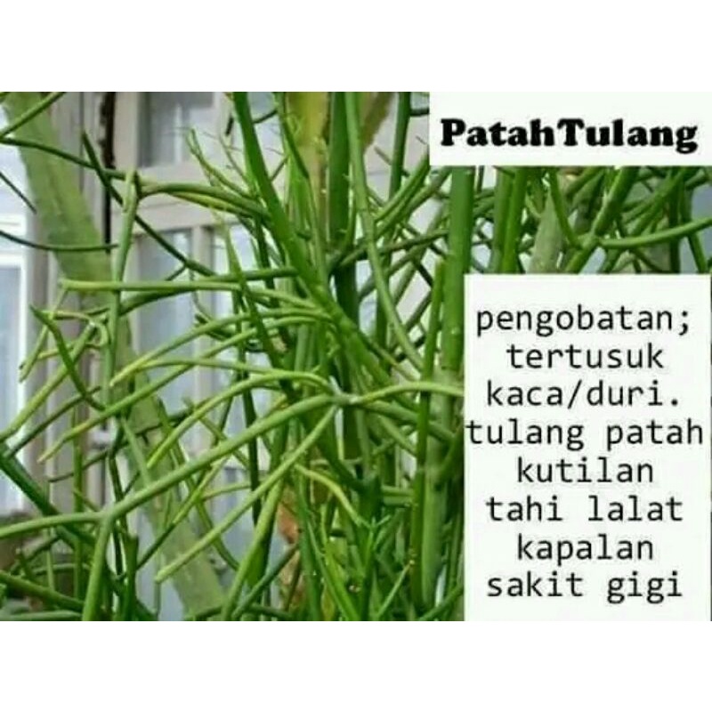 

patah tulang obat untuk penghilang tahi lalat sakit gigi