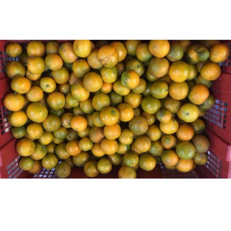 

Sale plus--Sari Jeruk Sonkit/Calamansi/Kasturi Murni 1 Liter