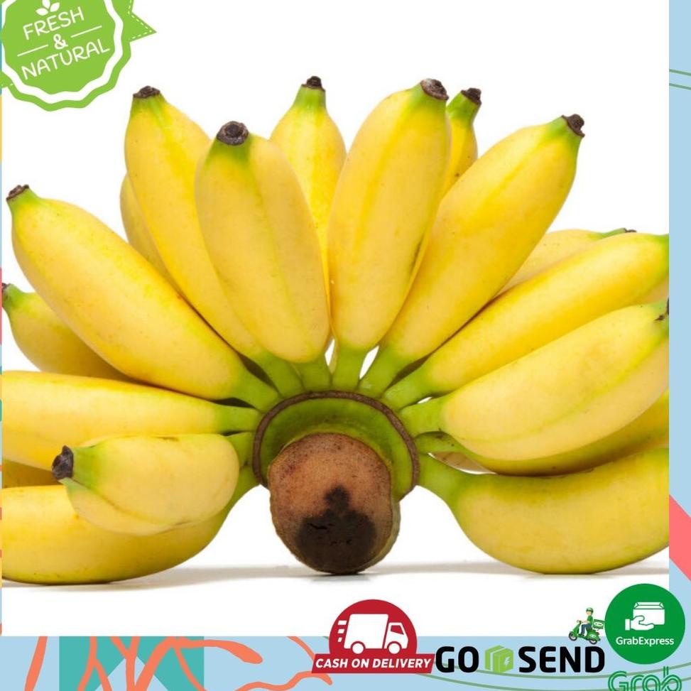 

✨TERBARU✨ PISANG MAS / BUAH PISANG EMAS gas !!