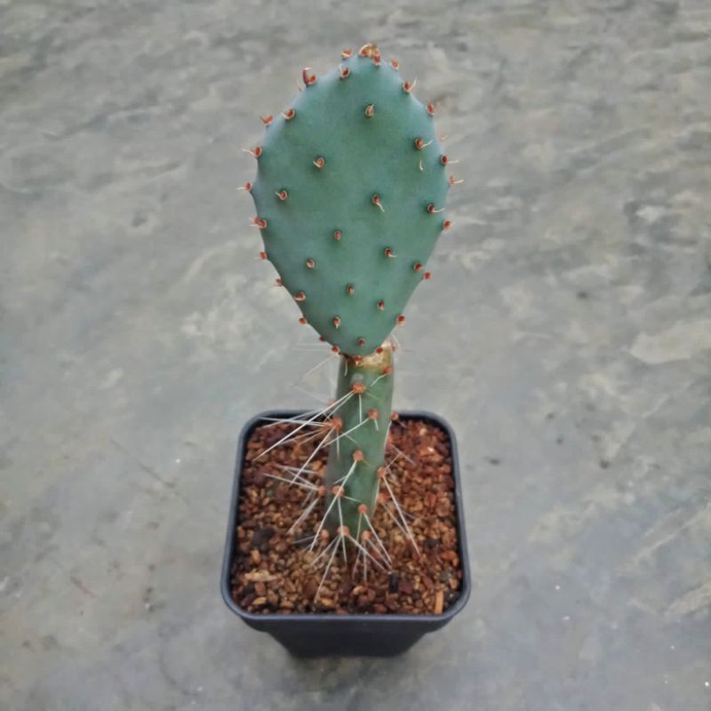 Kaktus Opuntia santa rita