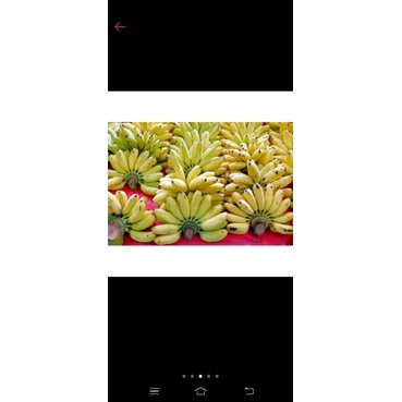 

pisang mas