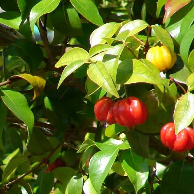 Bibit Tanaman Buah Cermai Merah / Dewandaru (Eugenia uniflora) UNGGULAN