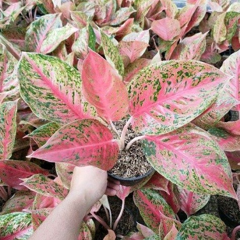 PROMO GROSIR tanaman hias aglonema bigroy / aglonema bigroy murah