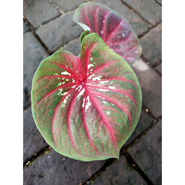 Caladium doreng mangkok