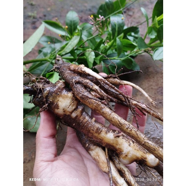 

GINSENG JAWA SEGAR 100 GRAM / GINDENG JAWA FRESH