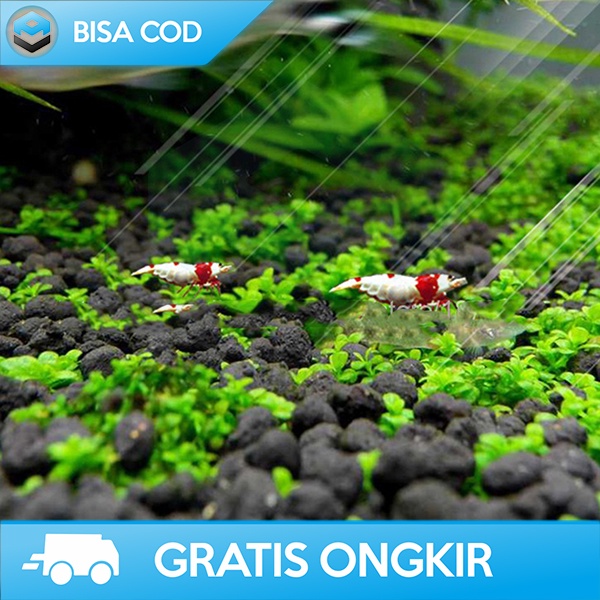 BIBIT RUMPUT BENIH TANAMAN AQUASCAPE DEKORASI AKUARIUM NATURAL H0027