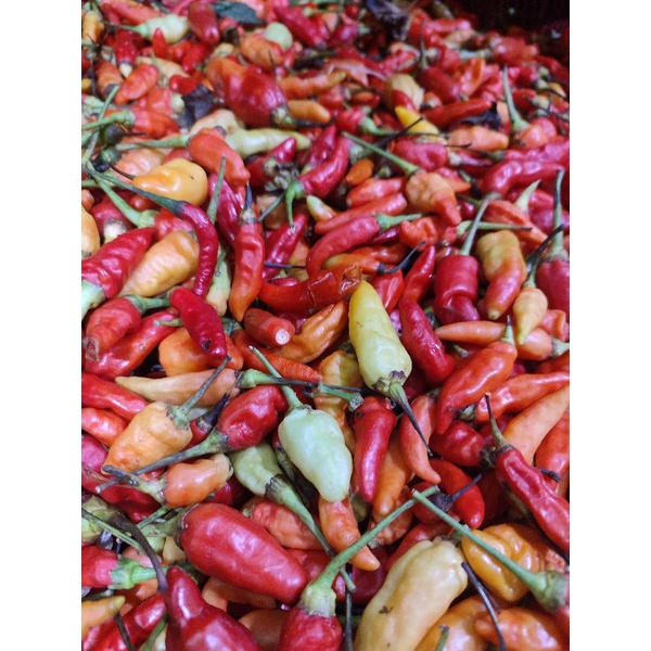 

cabe rawit merah 250gram