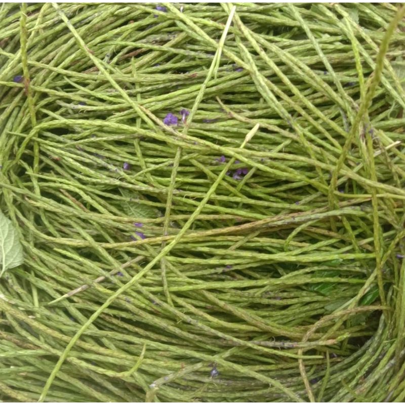 

BUNGA PECUT KUDA / BUNGA JARONG SEGAR 500 GRAM